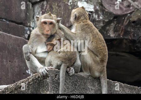 Mamma con prole, bevendo da una bottiglia d'acqua gocciolata, macachi a coda lunga, aka macaco mangia granchi, Macaca fascicularis, Angkor Wat, Cambogia Foto Stock