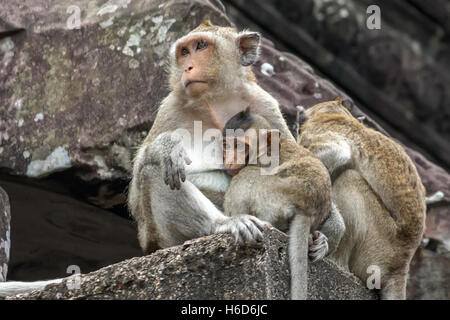 Mamma con prole, bevendo da una bottiglia d'acqua gocciolata, macachi a coda lunga, aka macaco mangia granchi, Macaca fascicularis, Angkor Wat, Cambogia Foto Stock