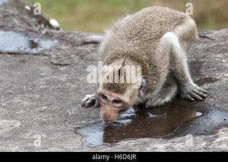 Bere acqua fuoriuscito, macachi a coda lunga, o macaco mangia granchi, Macaca fascicularis, Angkor Wat, Cambogia Foto Stock