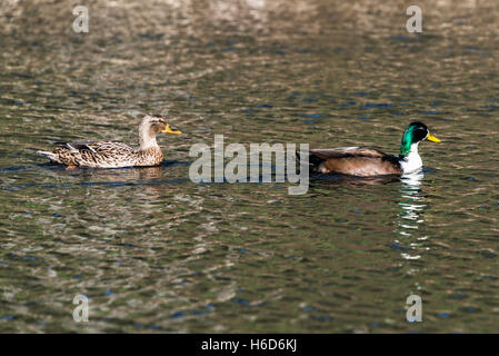 Una coppia di anatre germano reale (Anas platyrhynchos) Foto Stock