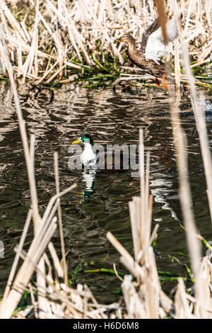 Una femmina di Mallard duck (Anas platyrhynchos) prendendo il largo su un maschio di un altro duck Foto Stock