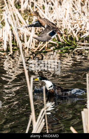 Una coppia di anatre germano reale (Anas platyrhynchos) di prendere il volo da acqua Foto Stock