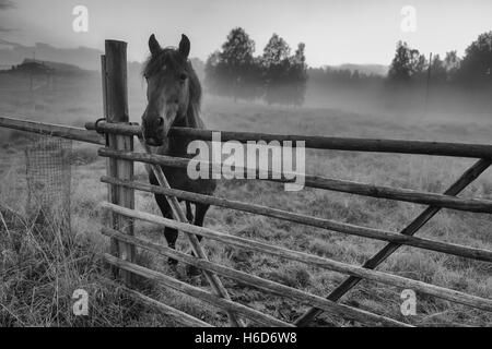 Foto in bianco e nero di cavallo bellissimo è in piedi nel paddock di nebbia Foto Stock