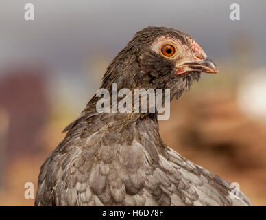 Pollo alla fattoria Foto Stock