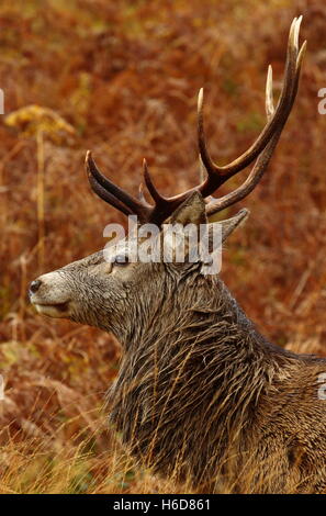 Ritratto di un Wild Red Deer Stag nelle Highlands Scozzesi. Foto Stock