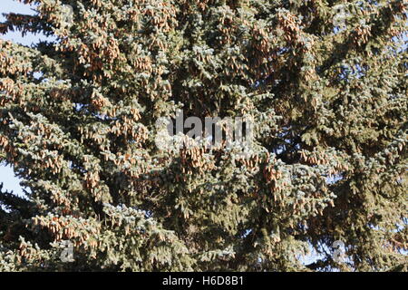 Pigne su un albero di abete rosso Foto Stock