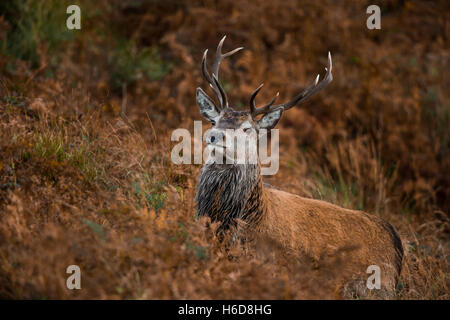 Red Deer cervo a Bracken. Foto Stock