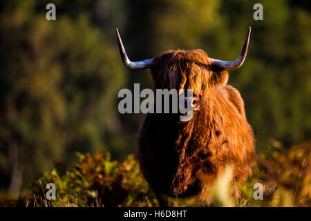 Highland mucca in luce del sole di mattina. Foto Stock