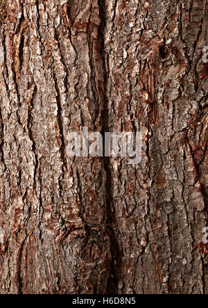 Close up della poderosa pino corteccia. Pinus ponderosa Foto Stock
