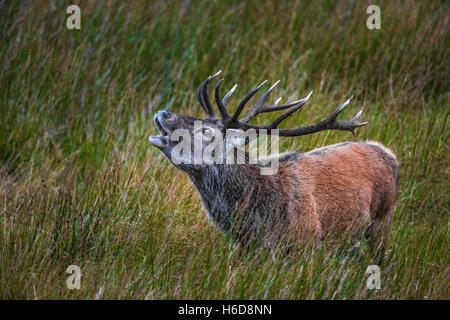 Red Deer Stag in erba lunga chiamando. Foto Stock