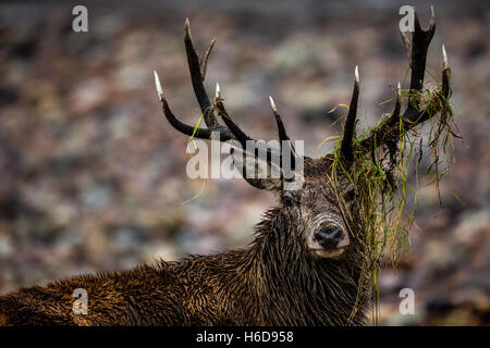 Red Deer feste di addio al celibato con i detriti sospesi dal palchi. Foto Stock