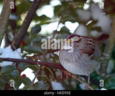 Un passero soffiato dalla gola bianca (Zonotrichia albicollis) appollaiato in un cespuglio sacro (ilex) in inverno Foto Stock