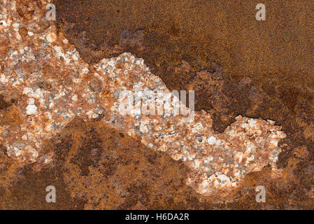 Rusty piastra in metallo con conchiglie di mare che crescono su di esso, potrebbe rendere una texture o sovrapposizione. Foto Stock