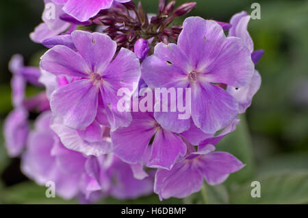 Phlox paniculata Prospero Foto Stock