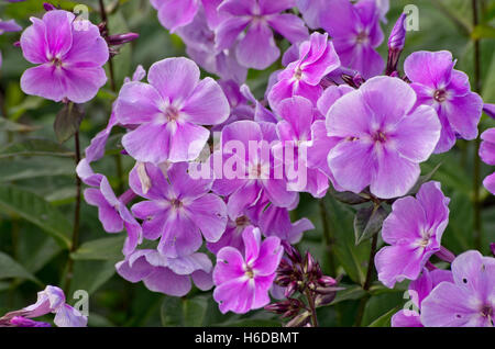 Phlox paniculata Prospero Foto Stock