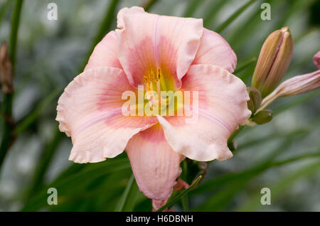 Hemerocallis Janice Brown Foto Stock