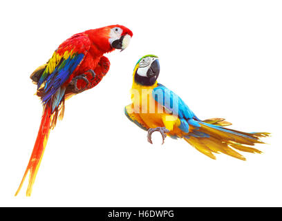 Due colorato di rosso pappagalli macaw isolati su sfondo bianco Foto Stock