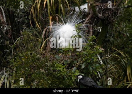 Airone bianco o Kotuku nesting in Nuova Zelanda solo colonia di allevamento vicino alla bocca del fiume Waitangiroto nella costa occidentale Regione. Foto Stock