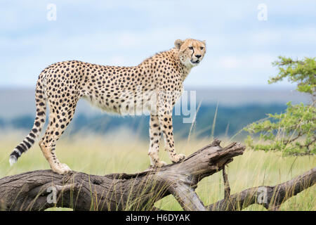 Ghepardo (Acinonix jubatus) su albero caduto, il Masai Mara riserva nazionale, Kenya Foto Stock