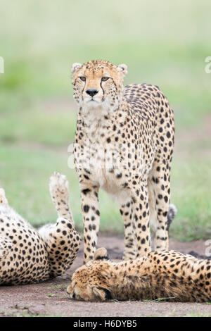 Ghepardo (Acinonix jubatus) in piedi tra gli altri due, il Masai Mara riserva nazionale, Kenya Foto Stock