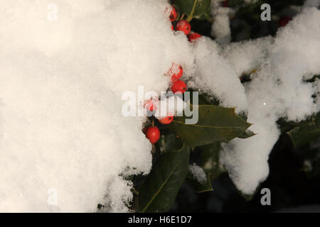 Holly bush ricoperta di neve Foto Stock