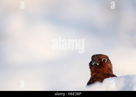 Rosso maschio di gallo cedrone, nome latino Lagopus lagopus scotica, tra collinette di neve Foto Stock