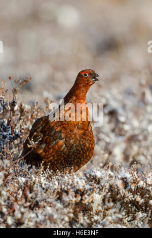 Rosso maschio di gallo cedrone, nome latino Lagopus lagopus scotica, tra smerigliati heather e chiamata Foto Stock