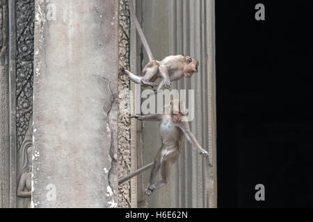 Jumping, macachi a coda lunga, o macaco che mangia granchi, Macaca fascicularis, Angkor Wat, Cambogia Foto Stock