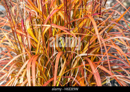 Miscanthus sinensis 'Ghana' Argento Cinese Erba autunno Foto Stock