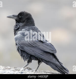 Raven comune, Northern Corvo Imperiale (Corvus corax) ritratto per adulti Foto Stock