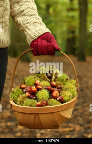 Appena foraged castagne (castanea sativa) sono portati attraverso un antico bosco inglese in una bella giornata di ottobre, REGNO UNITO Foto Stock