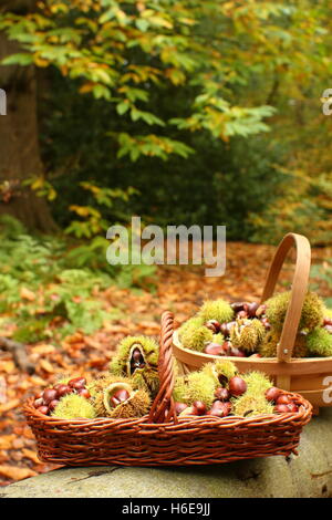 Appena foraged castagne (castanea sativa), compresi alcuni nella loro buccia di fico d'India, in un antico bosco nello Yorkshire, Regno Unito Foto Stock