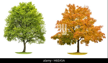 Primavera e autunno albero isolato su sfondo bianco. Giallo Rosso Verde foglie. Oggetto della natura Foto Stock