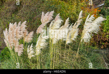 Pampa erba (Cortaderia Selloana) in autunno nel Regno Unito. Foto Stock