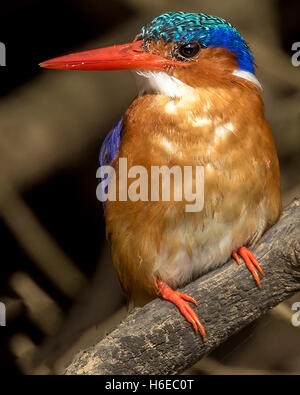 Malachite Kingfisher ritratto (corythornis cristatus) Foto Stock