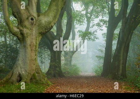 Nebbiosa mattina autunnale nel Parco Stanmer, East Sussex, Inghilterra. South Downs National Park. Foto Stock