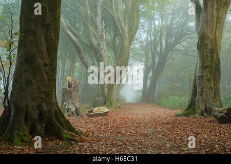 Nebbiosa mattina autunnale nel Parco Stanmer, East Sussex, Inghilterra. South Downs National Park. Foto Stock