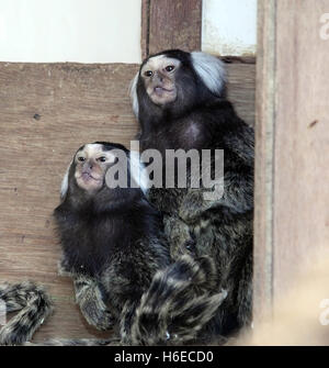 Due scimmie Marmoset (callithrix jacchus) lato a lato Foto Stock