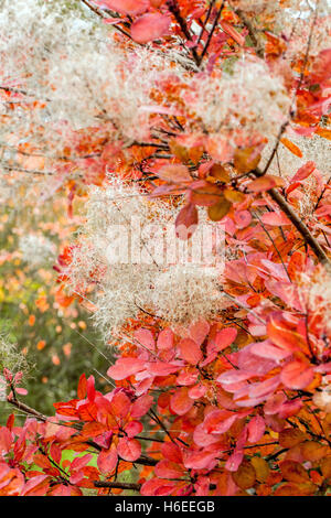 Cotinus coggygria, Smoketree. Fumo albero cespuglio rosso foglie di autunno Foto Stock