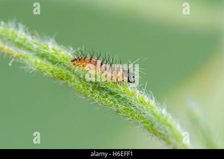 Metalmark Sonoran Apodemia mejicanus Molino bacino, Santa Catalina Mountains, Arizona, Stati Uniti 26 Ottobre 2016 Foto Stock