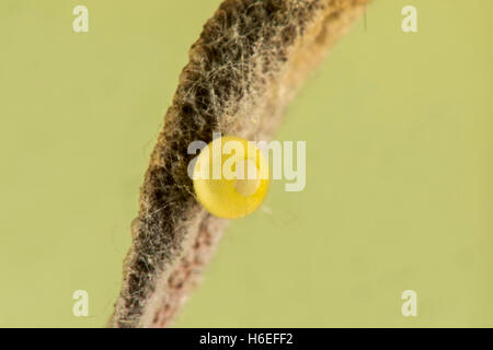 Metalmark Sonoran Apodemia mejicanus Molino bacino, Santa Catalina Mountains, Arizona, Stati Uniti 13 ottobre uova schiuse Foto Stock