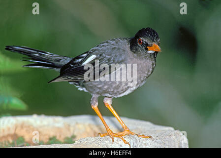 Bianco-chinned Tordo Turdus aurantius Montego Bay, Giamaica Aprile 1992 Turdidae adulti Foto Stock