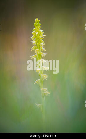 Musk Orchid a Noar Hill in Hampshire Foto Stock