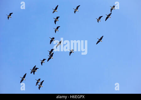 Gregge di bianco-fronteggiata oche (Anser albifrons) battenti durante la migrazione in autunno Foto Stock