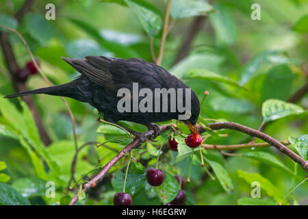 Merlo comune (Turdus merula) maschio a mangiare le ciliegie da ciliegio Foto Stock