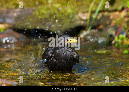 Merlo comune (Turdus merula) maschio di balneazione in acque poco profonde di brook Foto Stock