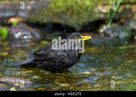 Merlo comune (Turdus merula) maschio di balneazione in acque poco profonde di brook Foto Stock