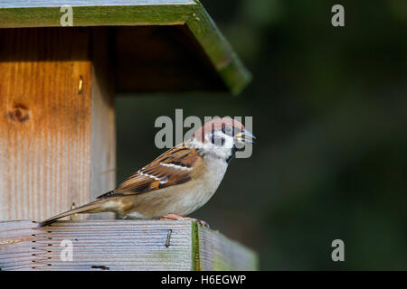 Eurasian tree sparrow (Passer montanus) alimentazione di sementi da bird feeder in inverno Foto Stock