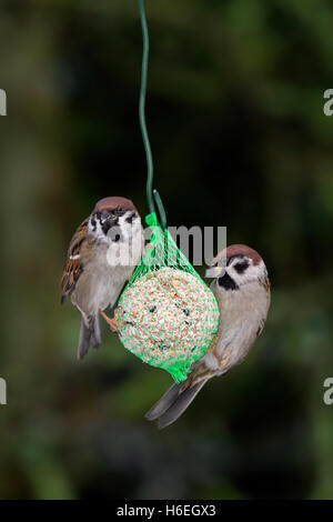 Due alberi eurasiatica passeri (Passer montanus) mangiare dal grasso palla in giardino Foto Stock