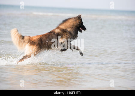 Cane pastore belga Tervuren, in esecuzione nell'oceano, proveniente dall'acqua Foto Stock